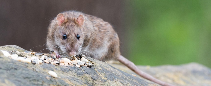 Ratten kunnen ervoor zorgen dat je erg ziek wordt.