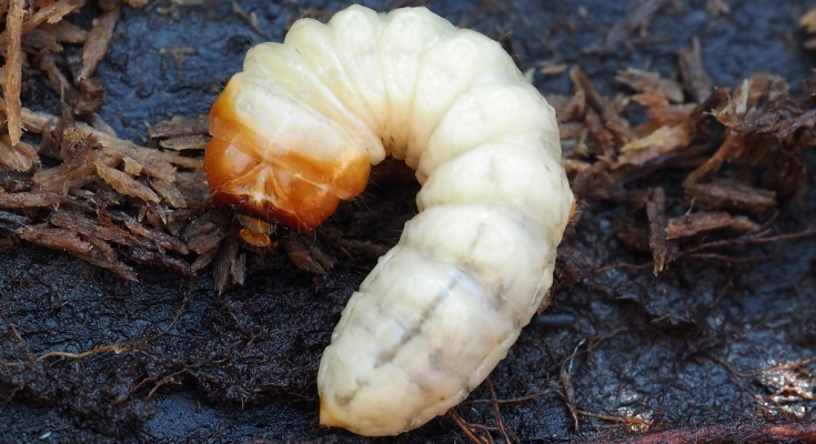 Houtworm herkennen doe je aan zaagsel onder hout en gaatjes in het hout.