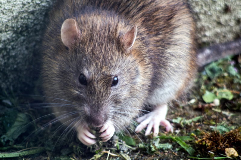 Wil je ratten bestrijden in Drenthe, neem dan contact met ons op.