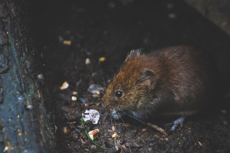 Wanneer je last hebt van ratten in Meppel, schakel je Michel Klein Plaagdierbeheer in.