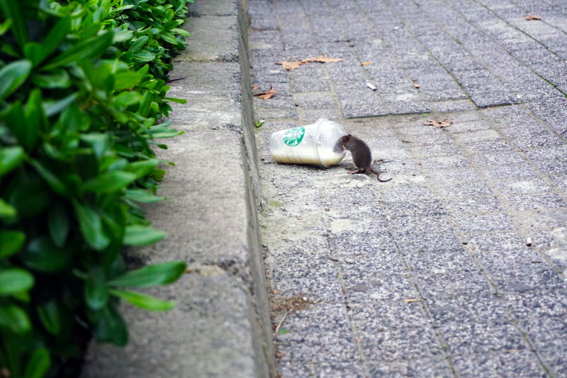 Ratten zorgen voor veel problemen in Drenthe. Laat ze op humane wijze bestrijden door Michel Klein PLaagdierbeheer.