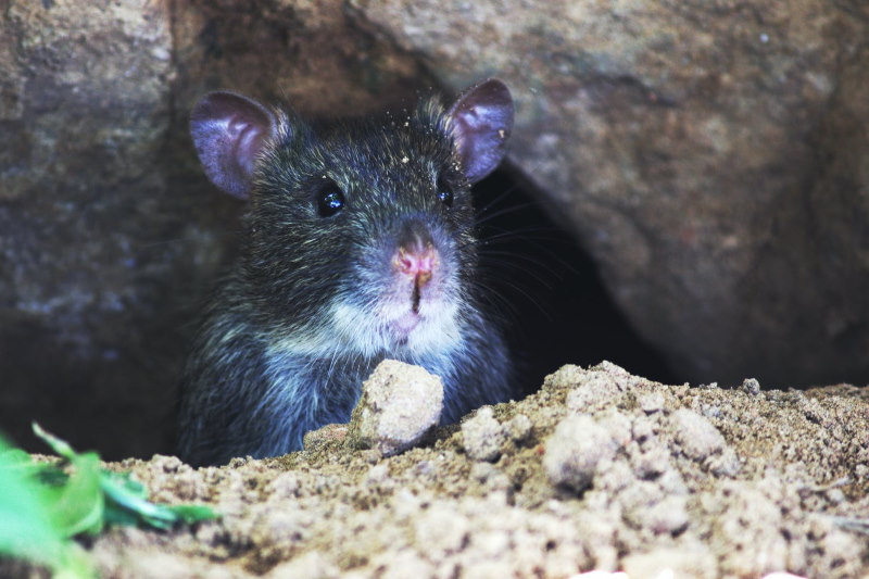 Rattenbestrijding in Hoogeveen is belangrijk om overlast te voorkomen.