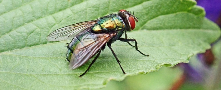 Vliegende insecten bestrijden kan voorkomen dat er ziektes worden overgedragen.