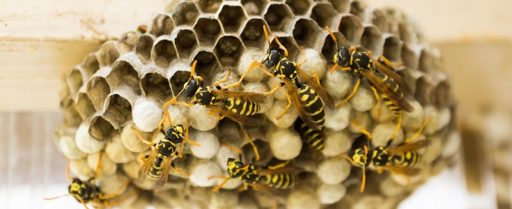 Overlast van wespen? Wespenbestrijding kan van levensbelang zijn